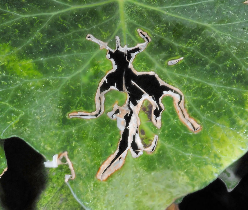 Liberazione della fantasia....